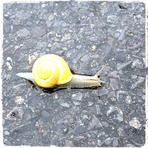 escargot_Fotor