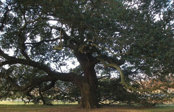 1280px-hampton_university_-_emancipation_oak